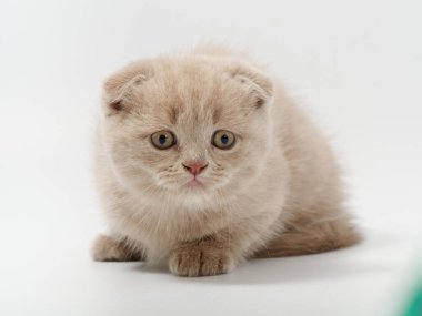 Beyaz arka planda güzel, komik bir İngiliz kedi yavrusu.