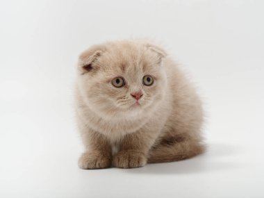 Beyaz arka planda güzel, komik bir İngiliz kedi yavrusu.