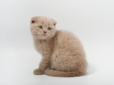 Beyaz arka planda güzel, komik bir İngiliz kedi yavrusu.