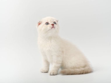 Beyaz arka planda güzel, komik bir İngiliz kedi yavrusu.