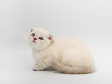 Beyaz arka planda güzel, komik bir İngiliz kedi yavrusu.