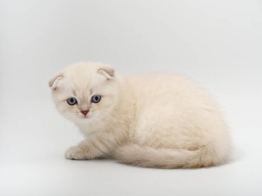 Beyaz arka planda güzel, komik bir İngiliz kedi yavrusu.