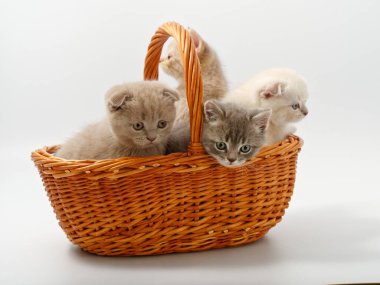 Beyaz bir arka planda sepette küçük İngiliz kediler.