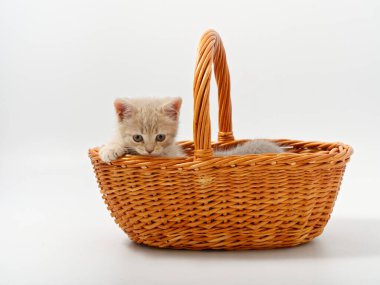 Beyaz bir arka planda sepette küçük İngiliz kediler.