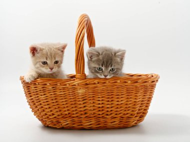 Beyaz bir arka planda sepette küçük İngiliz kediler.