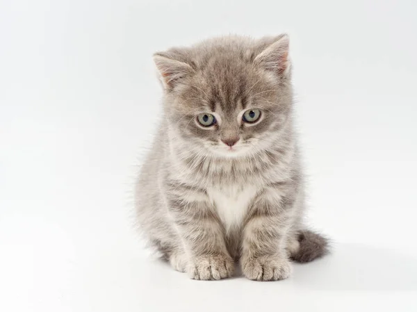 Liten vacker rolig brittisk kattunge på vit bakgrund — Stockfoto