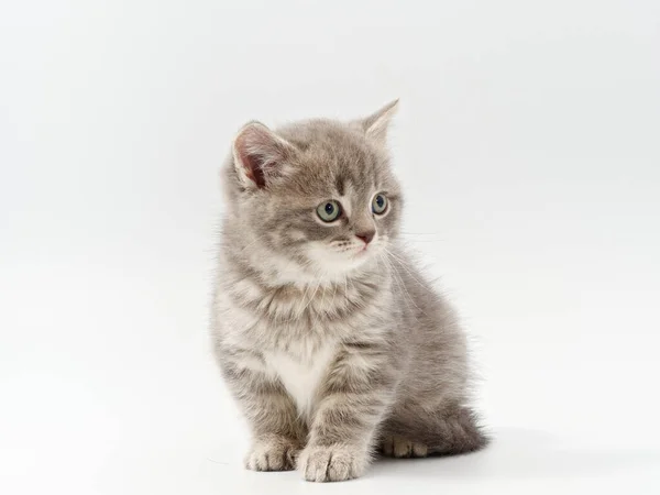 Pequeño hermoso divertido británico gatito en blanco fondo — Foto de Stock