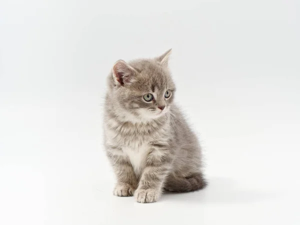 하얀 배경의 작고 아름다운 영국 새끼 고양이 — 스톡 사진