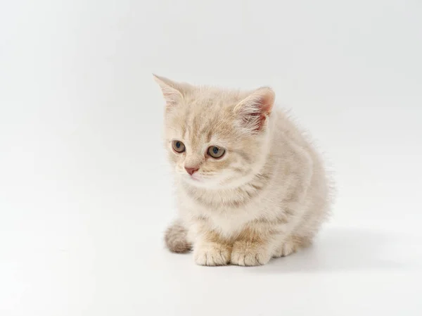 Pequeño hermoso divertido británico gatito en blanco fondo — Foto de Stock