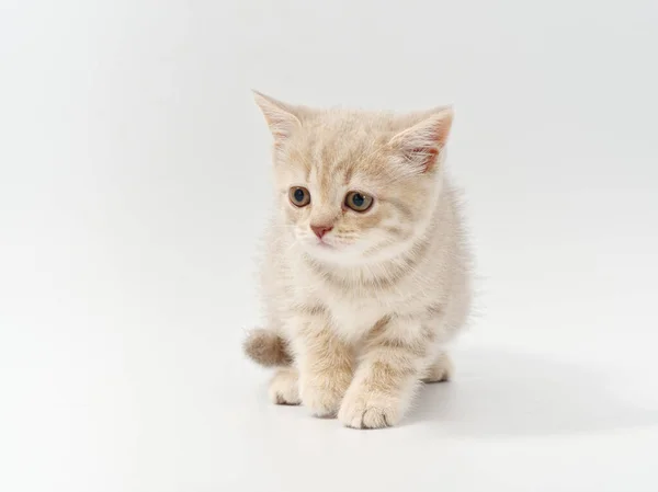 Pequeño hermoso divertido británico gatito en blanco fondo — Foto de Stock