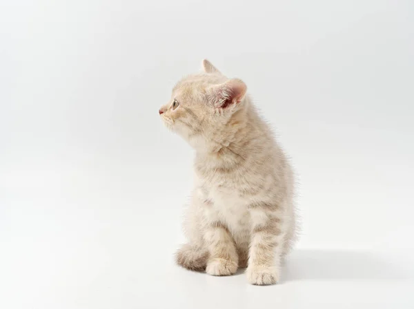 Trochę piękne śmieszne brytyjski kotek na białym tle — Zdjęcie stockowe