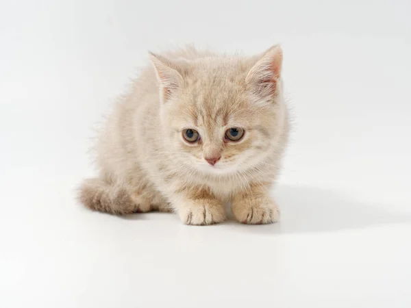 Маленький красивый смешной британский котенок на белом фоне — стоковое фото