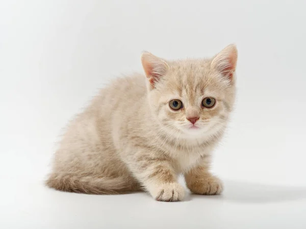 Beyaz arka planda güzel, komik bir İngiliz kedi yavrusu. — Stok fotoğraf