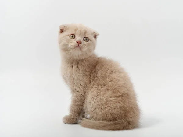 Trochę piękne śmieszne brytyjski kotek na białym tle — Zdjęcie stockowe