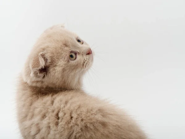 Piccolo bello divertente britannico gattino su sfondo bianco — Foto Stock
