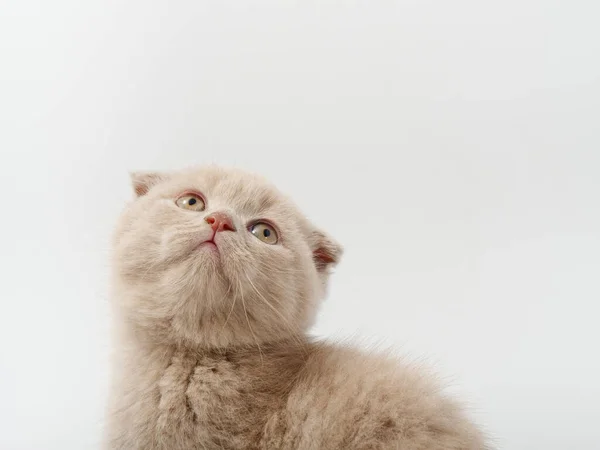 Petit beau chaton britannique drôle sur fond blanc — Photo