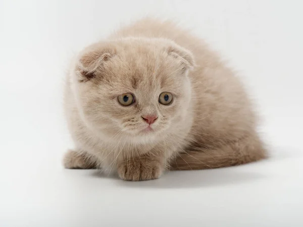 白い背景にかわいい面白いイギリスの子猫 — ストック写真
