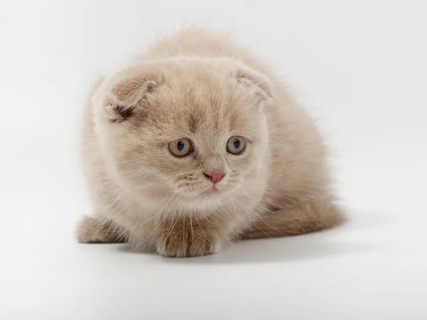 白い背景にかわいい面白いイギリスの子猫 — ストック写真