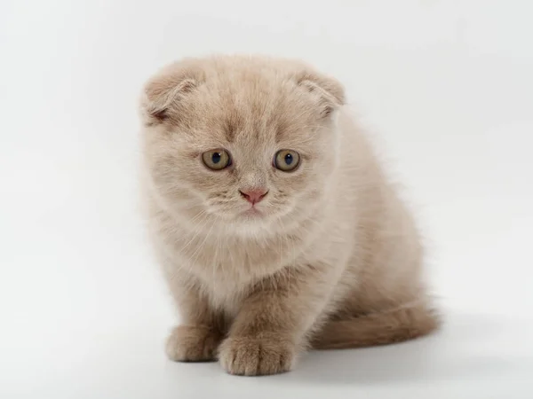 Petit beau chaton britannique drôle sur fond blanc — Photo