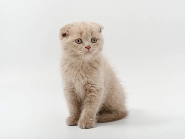 Petit beau chaton britannique drôle sur fond blanc — Photo