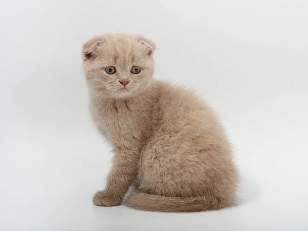 Piccolo bello divertente britannico gattino su sfondo bianco — Foto Stock