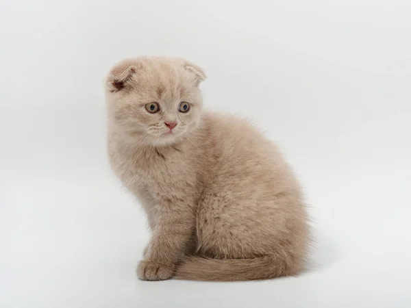 白色背景的漂亮有趣的英国小猫咪 — 图库照片