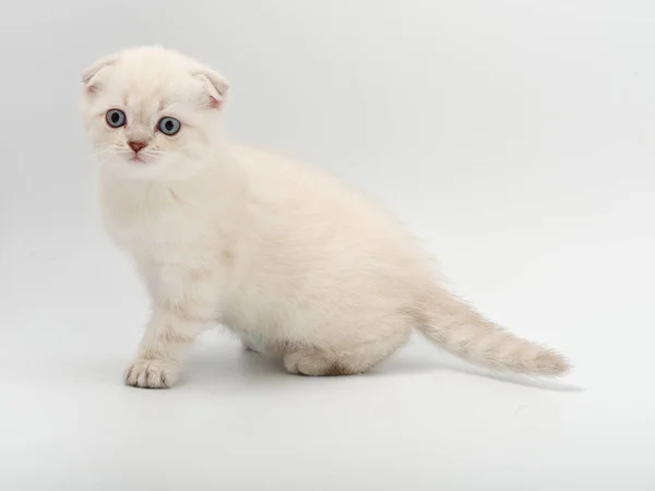 Kis gyönyörű vicces brit cica fehér háttér — Stock Fotó