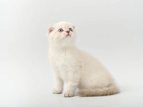 Little beautiful funny british kitten on white background — Stock Photo, Image