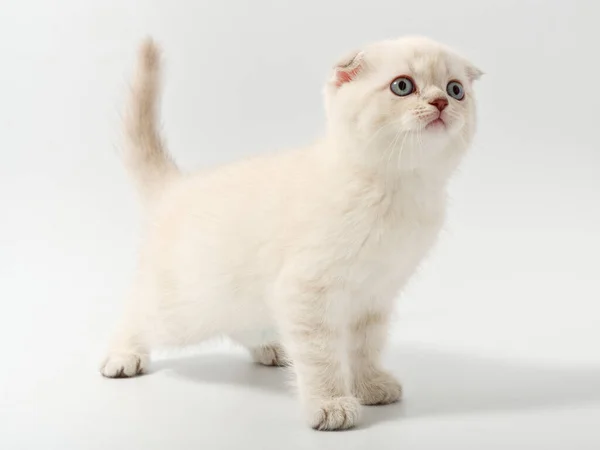 Little beautiful funny british kitten on white background — Stock Photo, Image