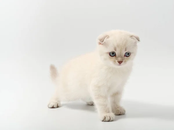 Pequeño hermoso divertido británico gatito en blanco fondo —  Fotos de Stock