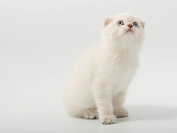 Kis gyönyörű vicces brit cica fehér háttér — Stock Fotó