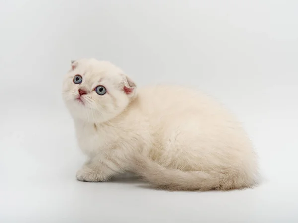 하얀 배경의 작고 아름다운 영국 새끼 고양이 — 스톡 사진