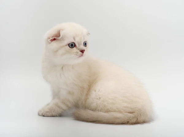 Pequeño hermoso divertido británico gatito en blanco fondo —  Fotos de Stock