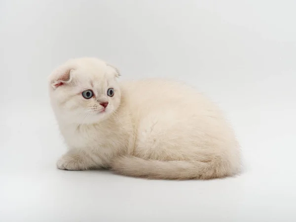 Pequeño hermoso divertido británico gatito en blanco fondo — Foto de Stock