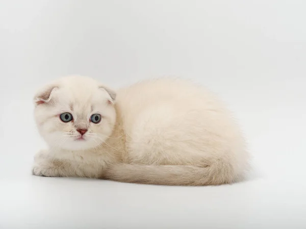 Pequeño hermoso divertido británico gatito en blanco fondo — Foto de Stock