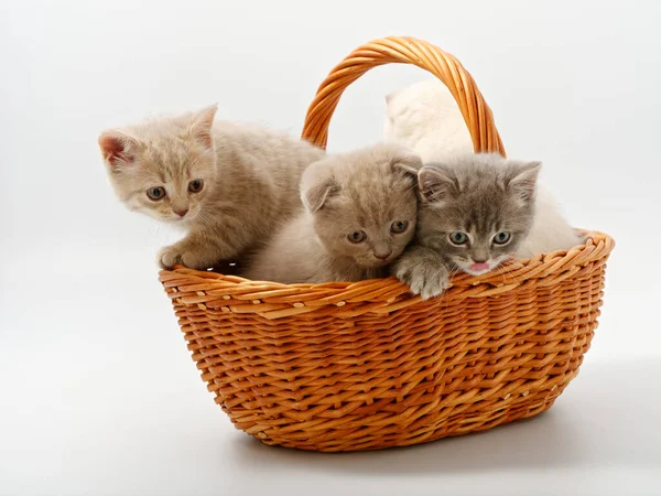 Gatitos británicos en una cesta sobre un fondo blanco — Foto de Stock