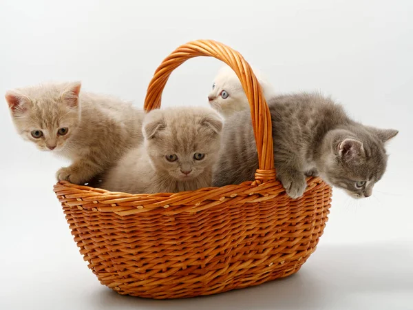 Gatitos británicos en una cesta sobre un fondo blanco — Foto de Stock