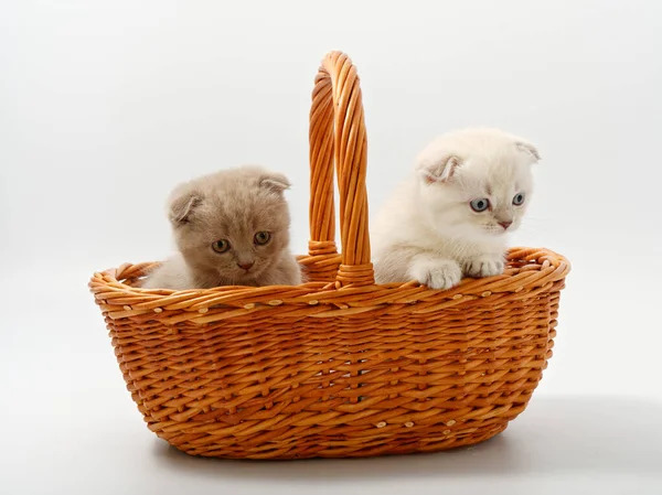 Little british kittens in a basket on a white background — Stock Photo, Image