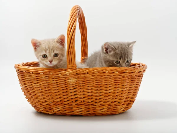 Petits chatons britanniques dans un panier sur fond blanc — Photo