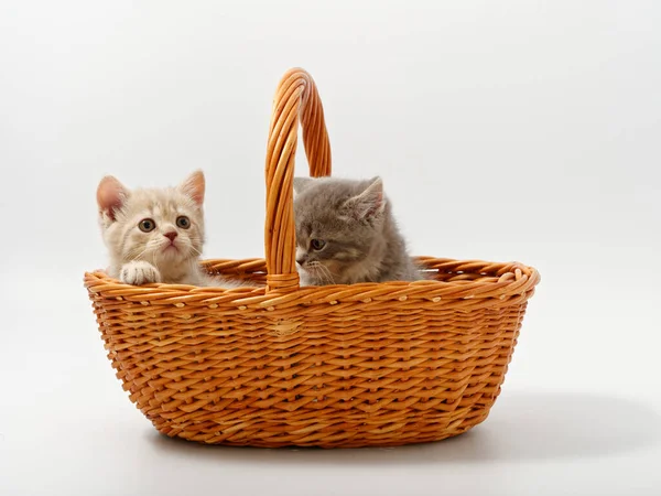 Pequenos gatinhos britânicos em uma cesta em um fundo branco — Fotografia de Stock