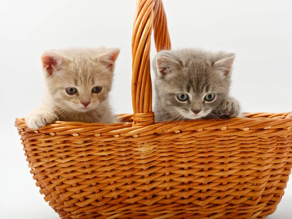 Gatitos británicos en una cesta sobre un fondo blanco — Foto de Stock