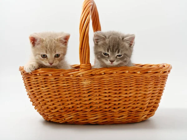 Pequenos gatinhos britânicos em uma cesta em um fundo branco — Fotografia de Stock
