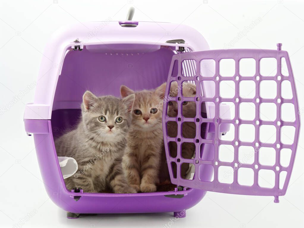 little kittens in a pet carrier on a white background