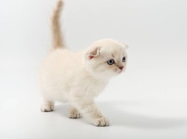 Beyaz arka planda güzel, komik bir İngiliz kedi yavrusu.
