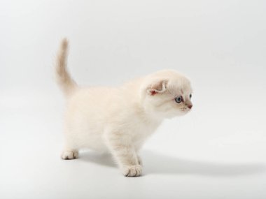 Beyaz arka planda güzel, komik bir İngiliz kedi yavrusu.