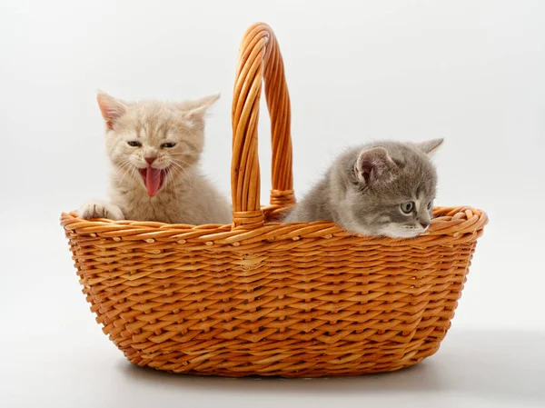Gatitos británicos en una cesta sobre un fondo blanco — Foto de Stock