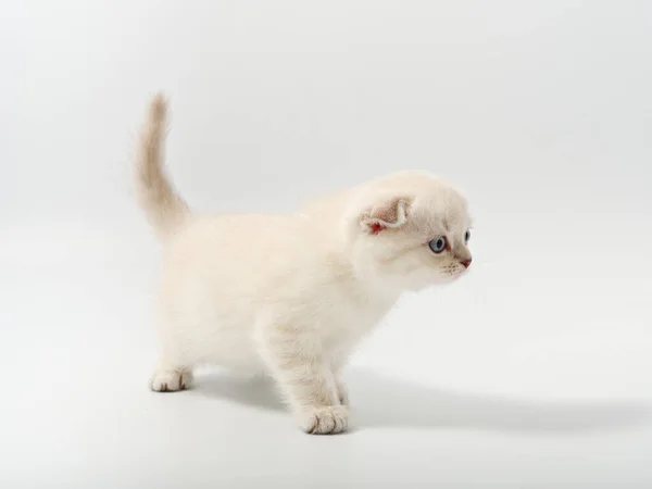 Little beautiful funny british kitten on white background — Stock Photo, Image