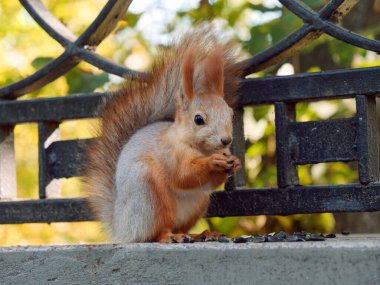 Şehir parkında sincap elinden yiyecek alıyor. Gomel, Belarus