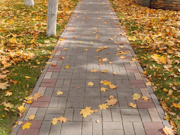 Herfst esdoorn gele bladeren op de stoep — Stockfoto