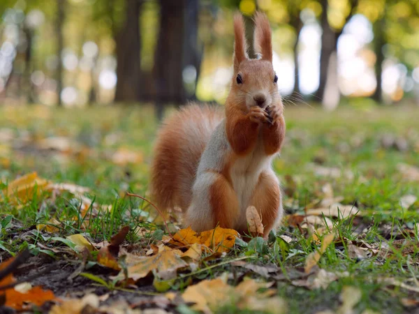 Ardilla del bosque toma comida de su mano en un parque de la ciudad. Gomel, Belarús —  Fotos de Stock